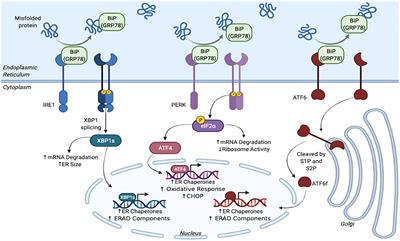 The Critical Roles of Proteostasis and Endoplasmic Reticulum Stress in Atrial Fibrillation